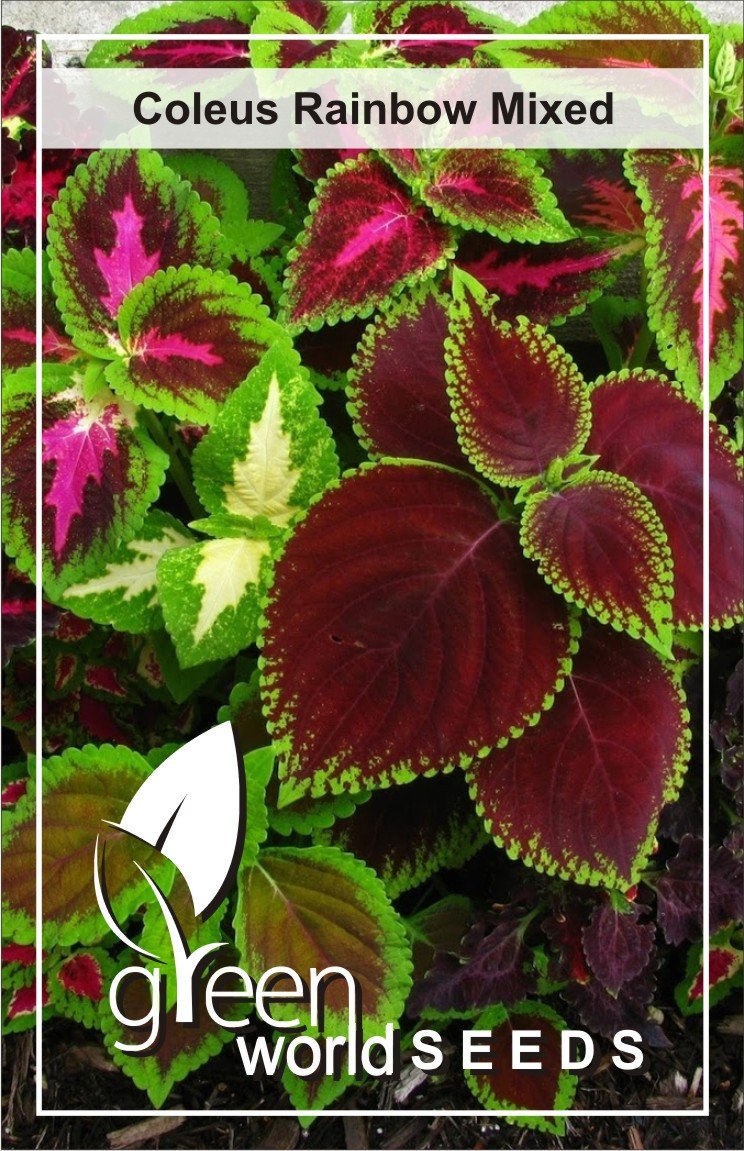 GREEN WORLD Coleus Rainbow Mixed 10 Seeds (B06XQHYP17) Amazon Price History, Amazon Price Tracker