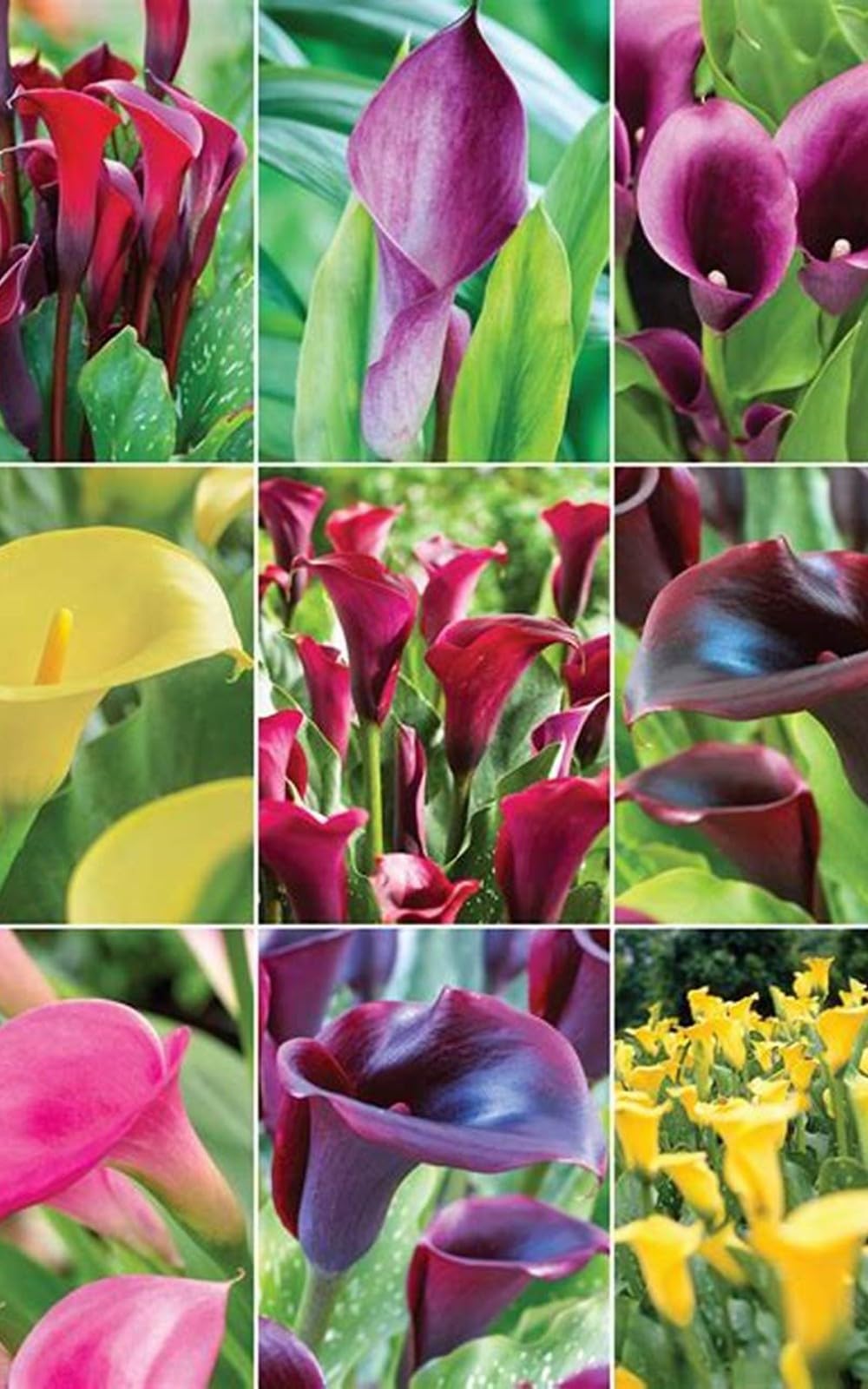 Calla Lily Bulbs for Planting Now UK,Garden Flowers,Hardy Perennial,Plant Bulbs,Cut Flowers,Wedding Flowers,Plant Bulbs,Strong Plants That Grow Well.-8bulbs-H — image 1