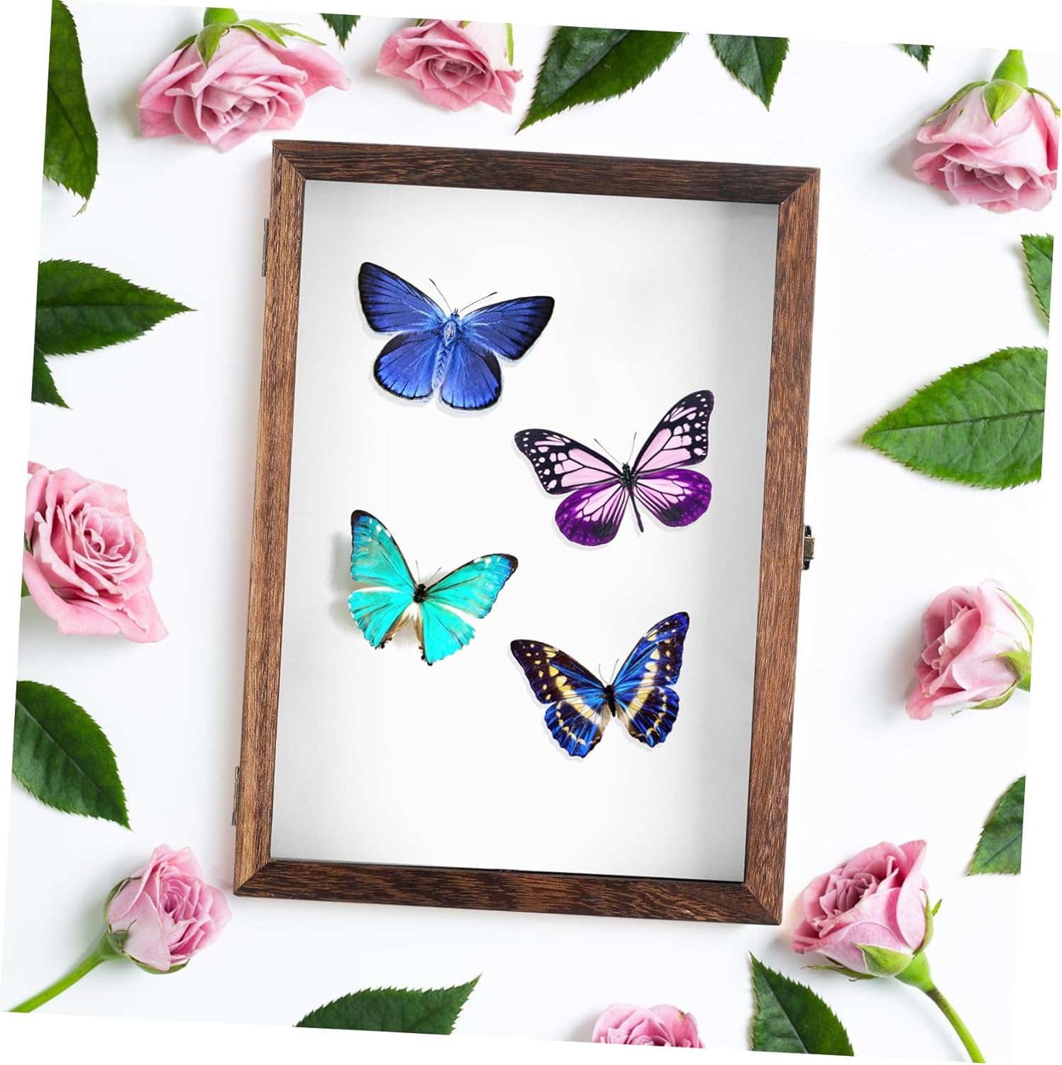 Wood Specimen Showcase Shadow Box Display Case Insect Gifts Specimen Container for Bugs Random Style