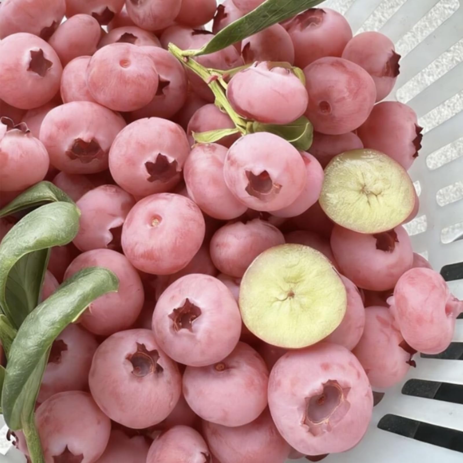 500/1000 Premium Pink Blueberry Seeds, Fruit Plant Seeds for Home Garden Growing and Edible Landscape Design All Seasons, Edible Berry Plant with Planting Instructions (500,A) - 1