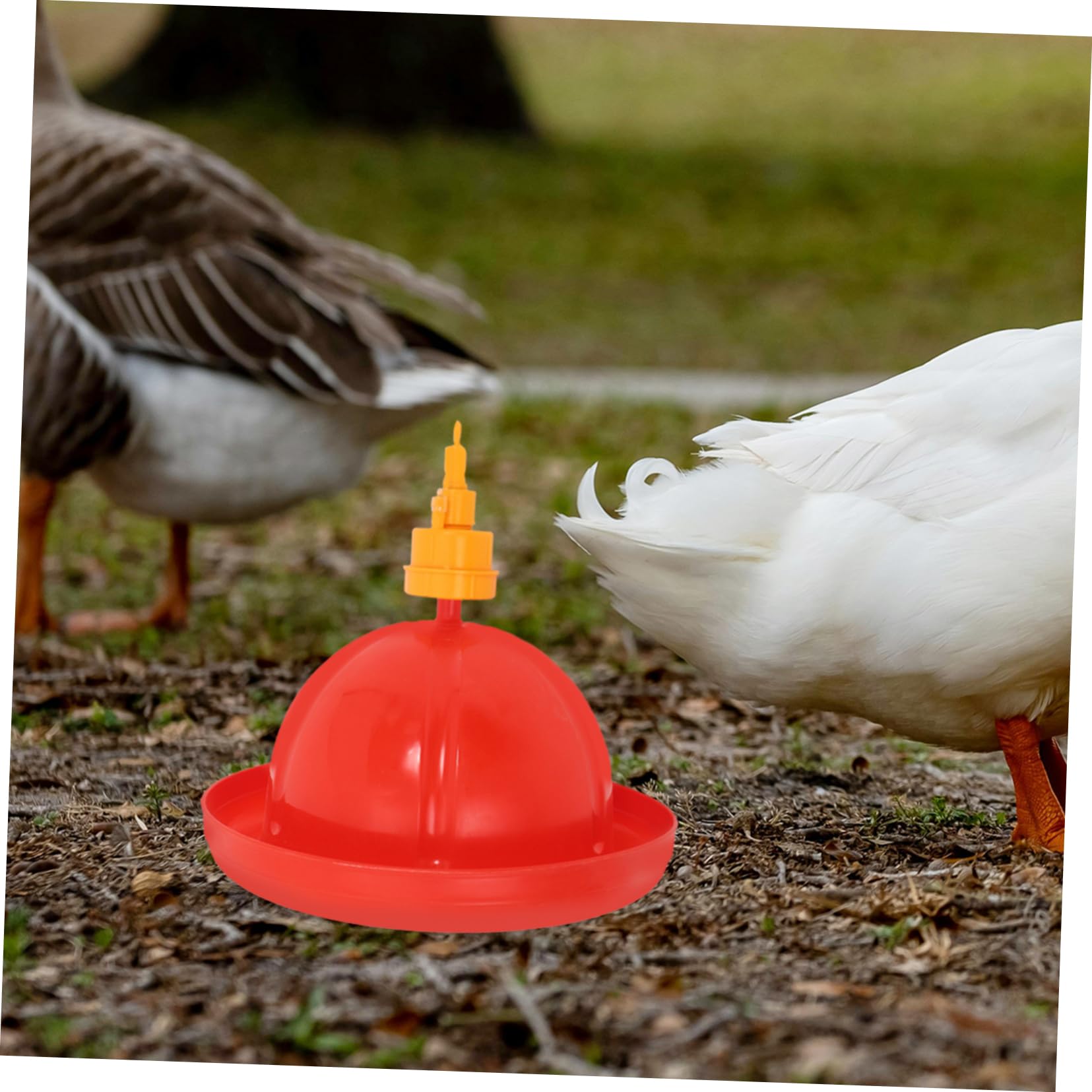 Bebedero Automático para Pollos y Patos, Juego 1 Unidad PP Rojo | Aves de Corral, Cría Avícola, Contenedor Peso Integrado, Resistente al Agua