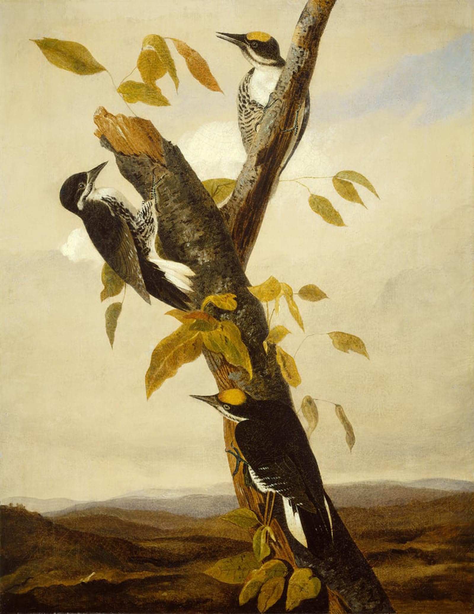 Posteriik No Frame Famous Print Pop Art Wall Art Graffiti Black Backed Three Toed Woodpecker By John Jamess Audubon Art Prints For Home Decor 60X90cm