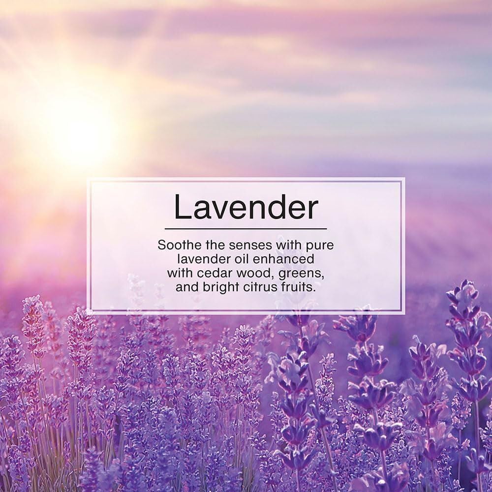 Little Trees Hanging Car and Home Air Freshener, Lavender Scent, 3 Pack