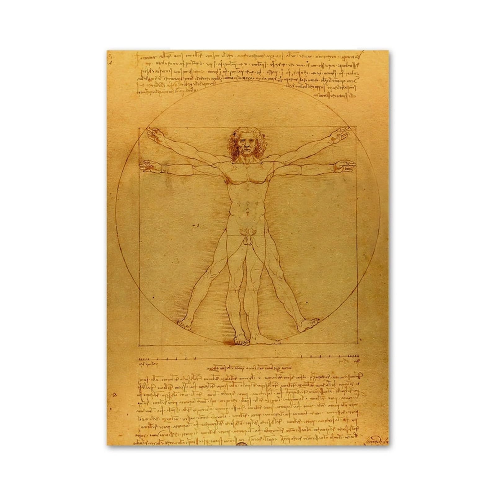 Manuscrit d'anatomie vintage en canvas pour sublimer votre bureau et maison