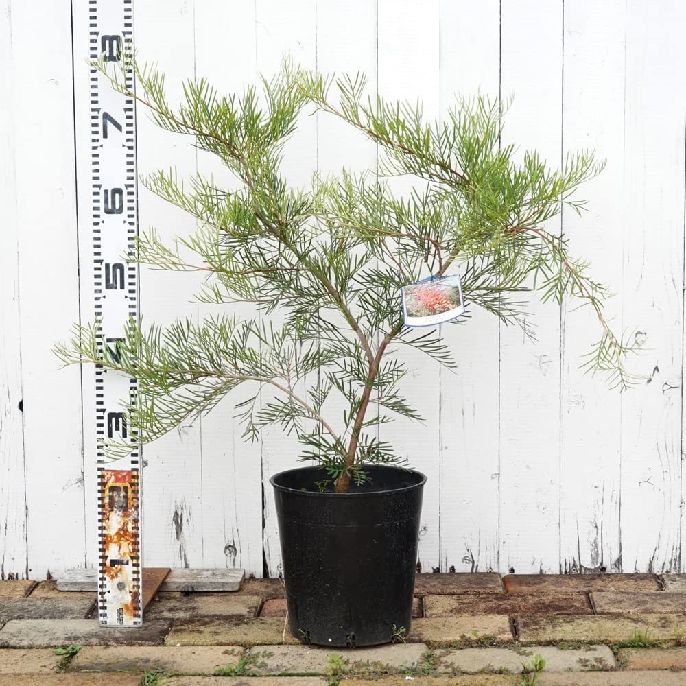 ぷりんこママ♡グレビレア ラナマリー ポット鉢植え ユーカリ