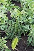 Vista 6 de Lentejas verdes francesas orgánicas enteras crudas, de alta fibra sin OMG a granel (3 libras)