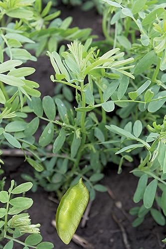 Miniatura 7 de Lentejas verdes francesas orgánicas enteras crudas, de alta fibra sin OMG a granel (5 libras)