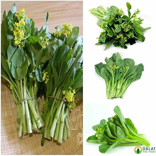 Miniatura 3 de Más de 2000 semillas Brassica Juncea Choy Sum Mostaza Yu Choy Sum, Brócoli Chino de Estados Unidos Cebolleta Cebolleta Vegetal asiática, Ci NG&Bông