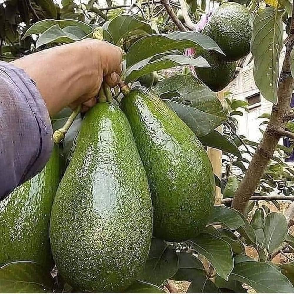 Pratshya Plant House Avocado PlantEVAVOD6 EVAVOD6 EVAVODO LIVE PLANT (B0CKD1J1SZ) Amazon Price History, Amazon Price Tracker