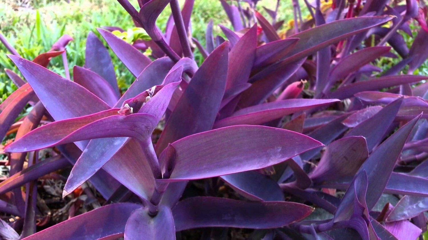 PLAT FIRM GERMINATIONSAMEN: Purple Heart Pflanze wandernder Jude Tradescantia  pallida - 5 CUTTINGS : Amazon.de: Garten