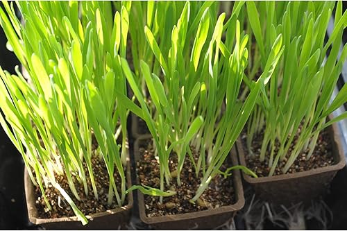 Miniatura 7 de UTYLNE Kit de inicio de semillas con 100 macetas de turba para plántulas, bandeja de inicio de semillas, 5 bandejas de cultivo de plástico, 20