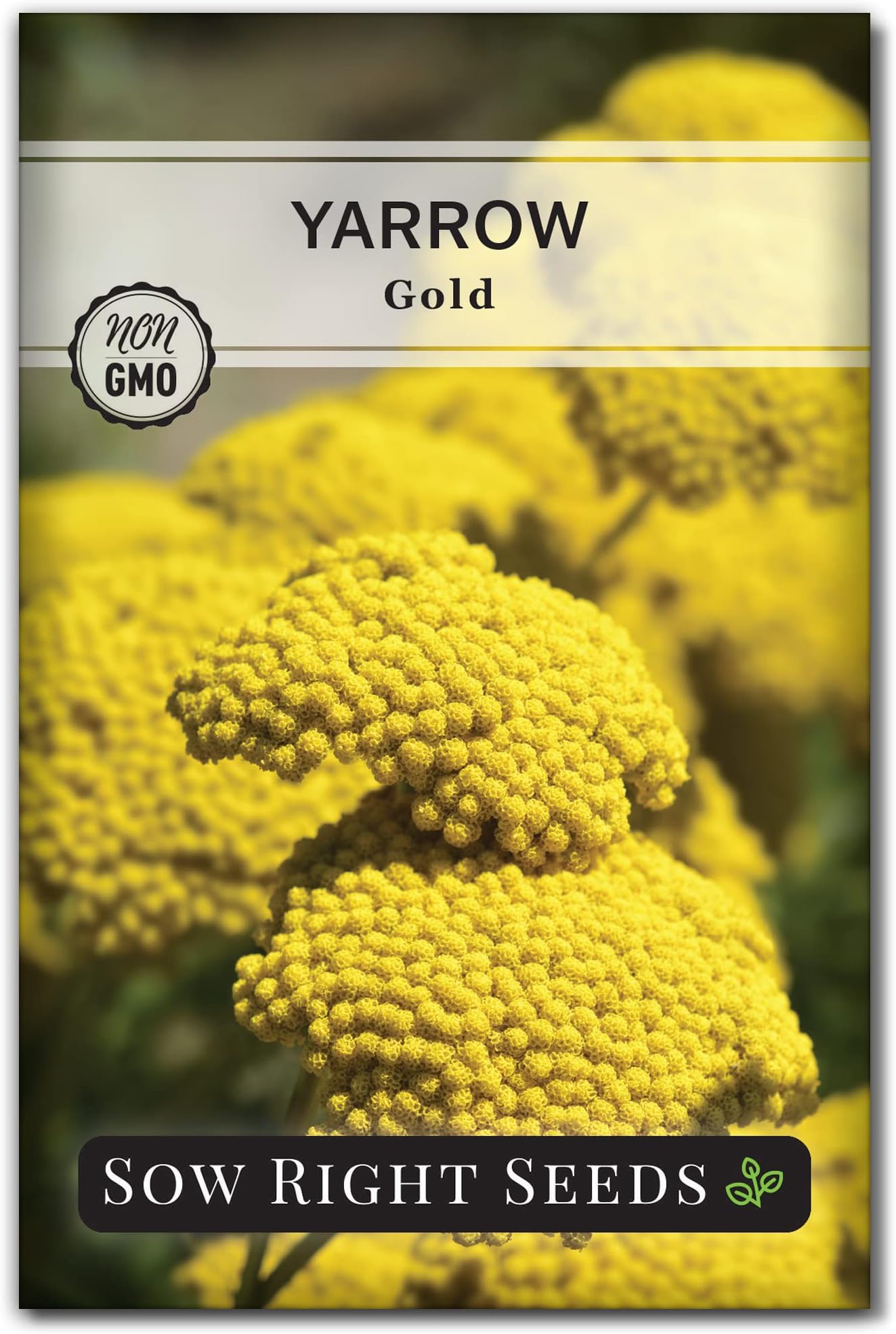 Sow Right Seeds - Achillea Yarrow Gold Flower Seeds for Planting - Flowers to Plant in Your Garden - Non-GMO Heirloom Packet with Instructions - Favorite Perennial to Attract Pollinators (1)