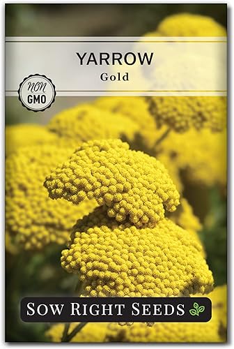 Miniatura 7 de Sow Right Seeds - Semillas de flores doradas de milenrama de Achillea para plantar - Hermosas flores para plantar en el jardín de tu hogar -