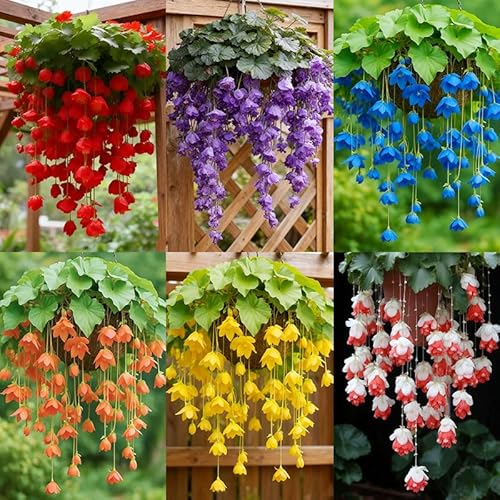 310+ Mix Hanging crabapple Hosta Flower Seeds for Planting-Climbing Vi