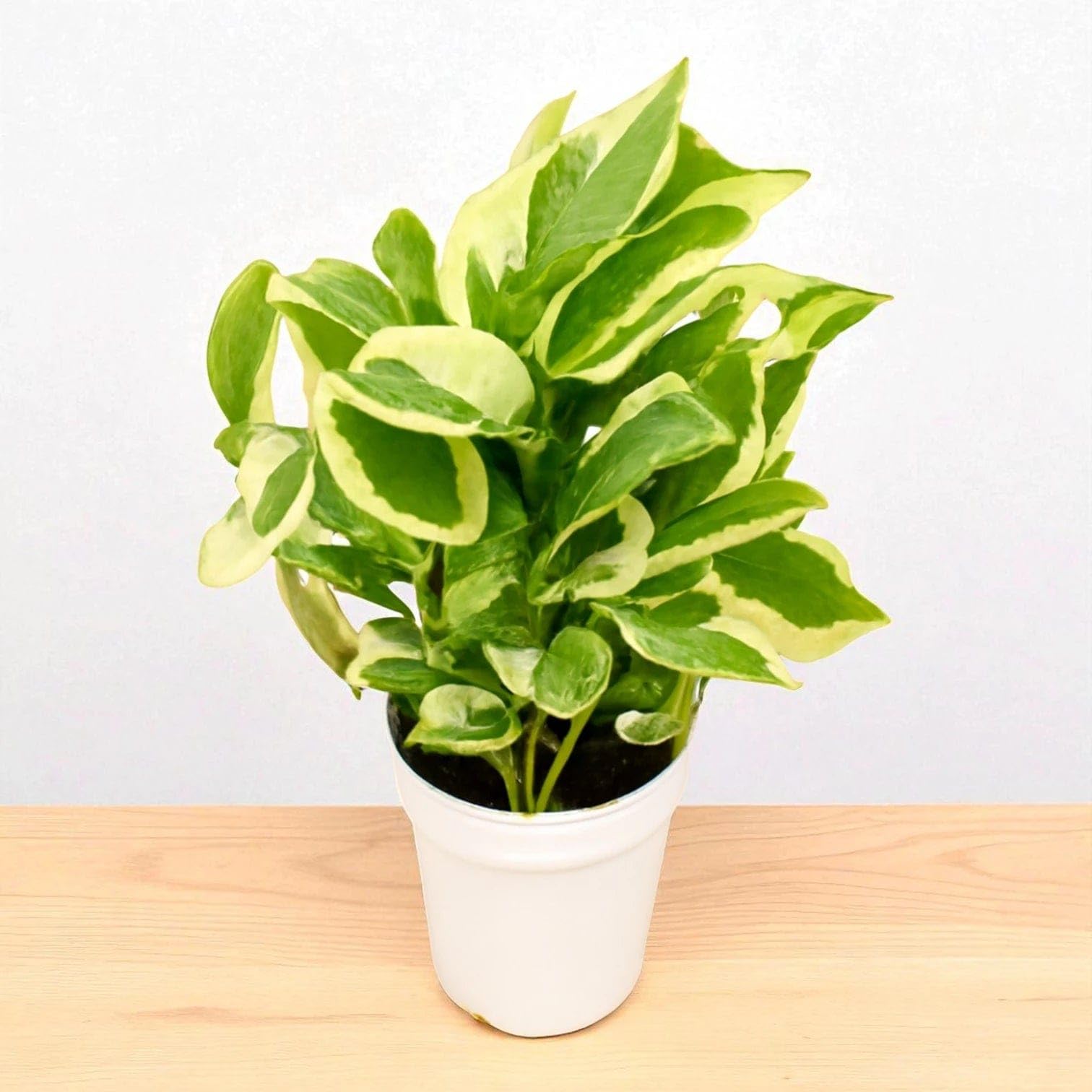 Money Plant N'joy Good Looking Indoor Plant for Office Home Bedroom Use Balcony Hanging Plant Pack of 1-image-39
