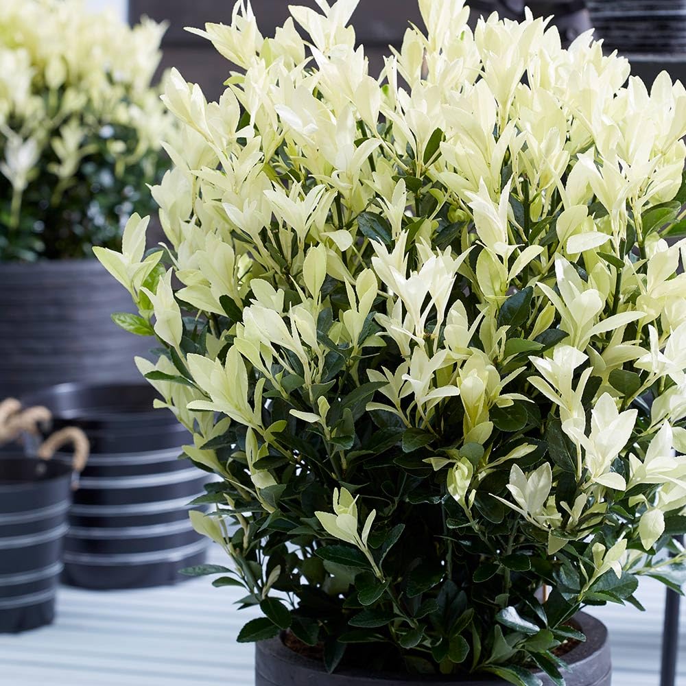 Euonymus 'Himalaya' 4L Plant. Glossy Green Leaves. White New Growth. Available from Bedwen Plants