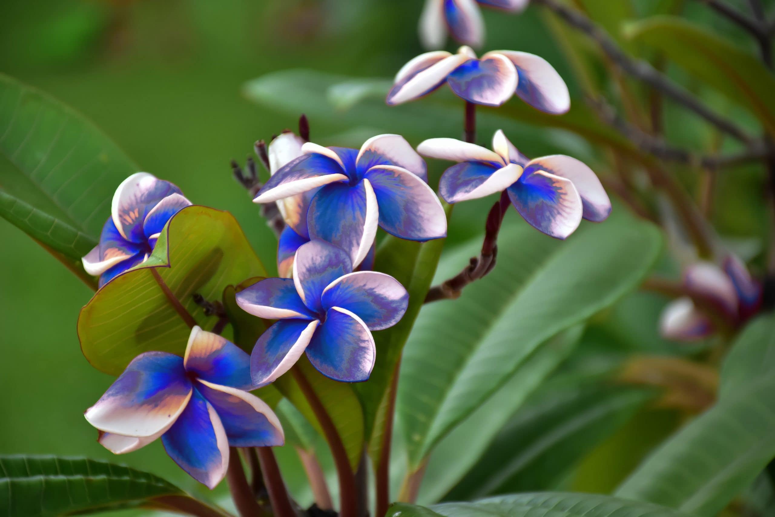 Platone's Live Blue Plumeria/Frangipani flower/champa/kathchapa/wood champa flower plant