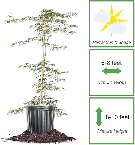 Miniatura 2 de Perfect Plants Orangeola Árbol de arce japonés de 3 a 4 pies de alto - Precioso follaje exquisito y tamaño compacto - Añade elegancia a tu jardín