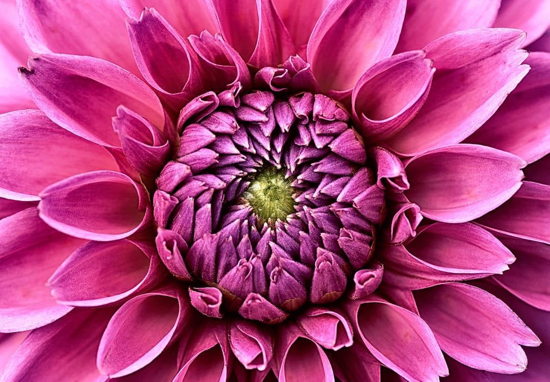 Flor de múltiples pétalos de color rojo rosa - Rompecabezas de madera de 10000 piezas - Rompecabezas para juegos de actividades familiares