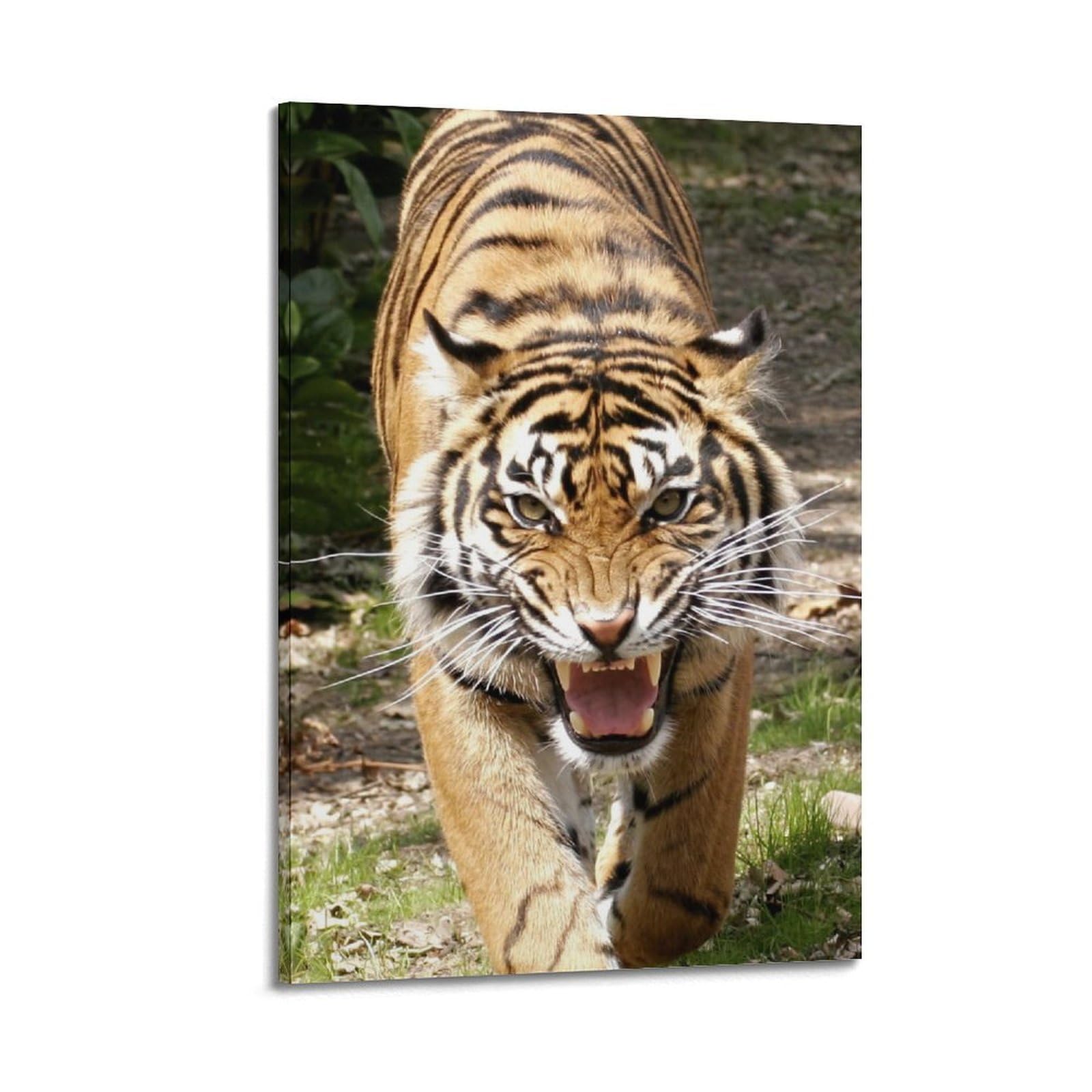 HUIYHB Wildlife Poster Roaring Sumatran Tiger Poster Decorative Painting Canvas Wall Posters And Art Picture Print Modern Family Bedroom Decor Posters 24x36inch(60x90cm)