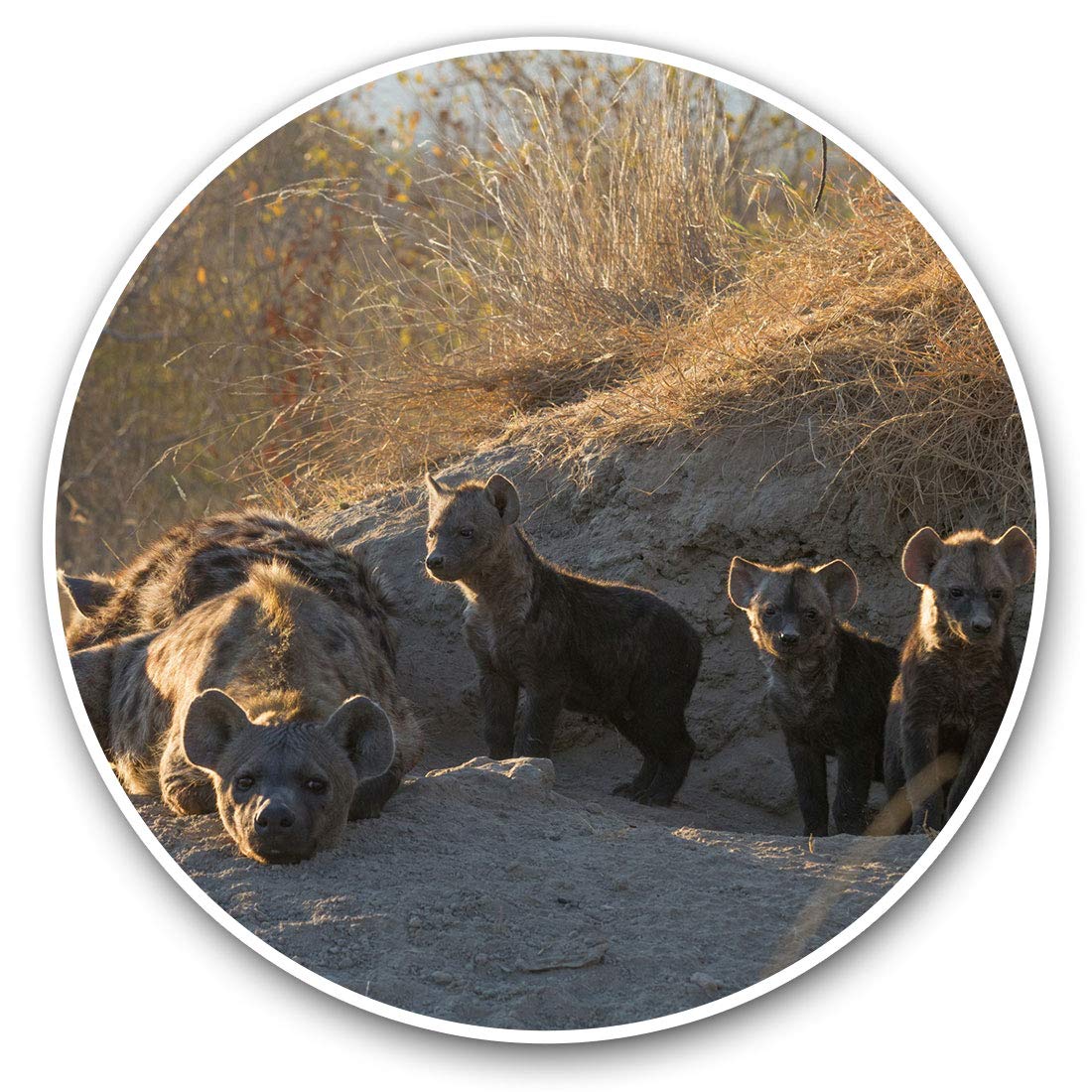 Destination Vinyl Ltd Hyena Den Timbavati Africa 3374 Vinyl Stickers (Set Of 2) 7.5Cm - Hyena Den Timbavati Africa #3374