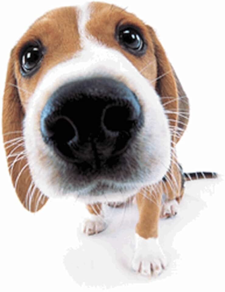 Amazon.com: Zharski: Apps & Games