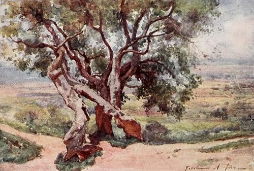 Roma 1905Campagna Romana de Tivoli Poster Print por Alberto Pisa (18x 24)