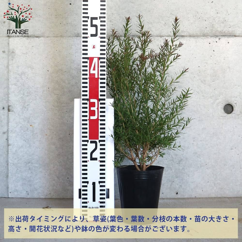 Amazon.co.jp: メラレウカ・レッドジェム 4号ポット【品種で選べる庭園