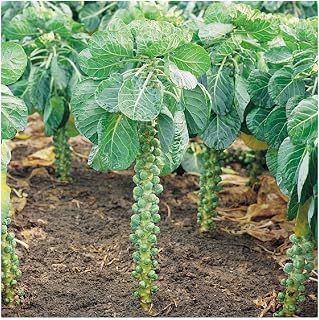 PREMIER SEEDS DIRECT - Brussel Sprouts CRISPUS F1 - 25 Seeds (Club Root Resistant)