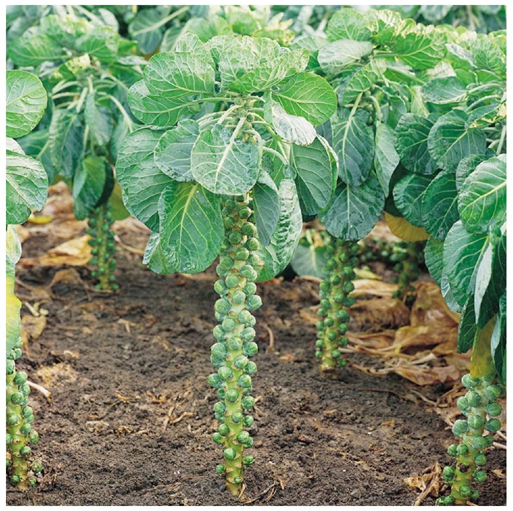 PREMIER SEEDS DIRECT - Brussel Sprout Seeds - CRISPUS F1-25 Seeds (Club Root Resistant)