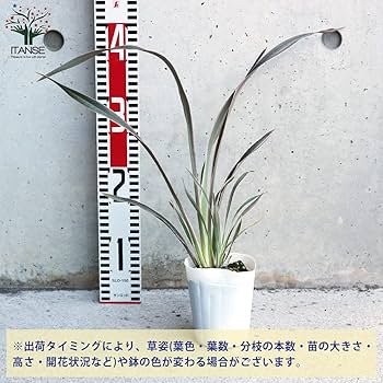 ピンク　レンブ　苗 ピンク レンブ 苗 レンブ 桃レンブ ピンク色の実を付けます 熱帯