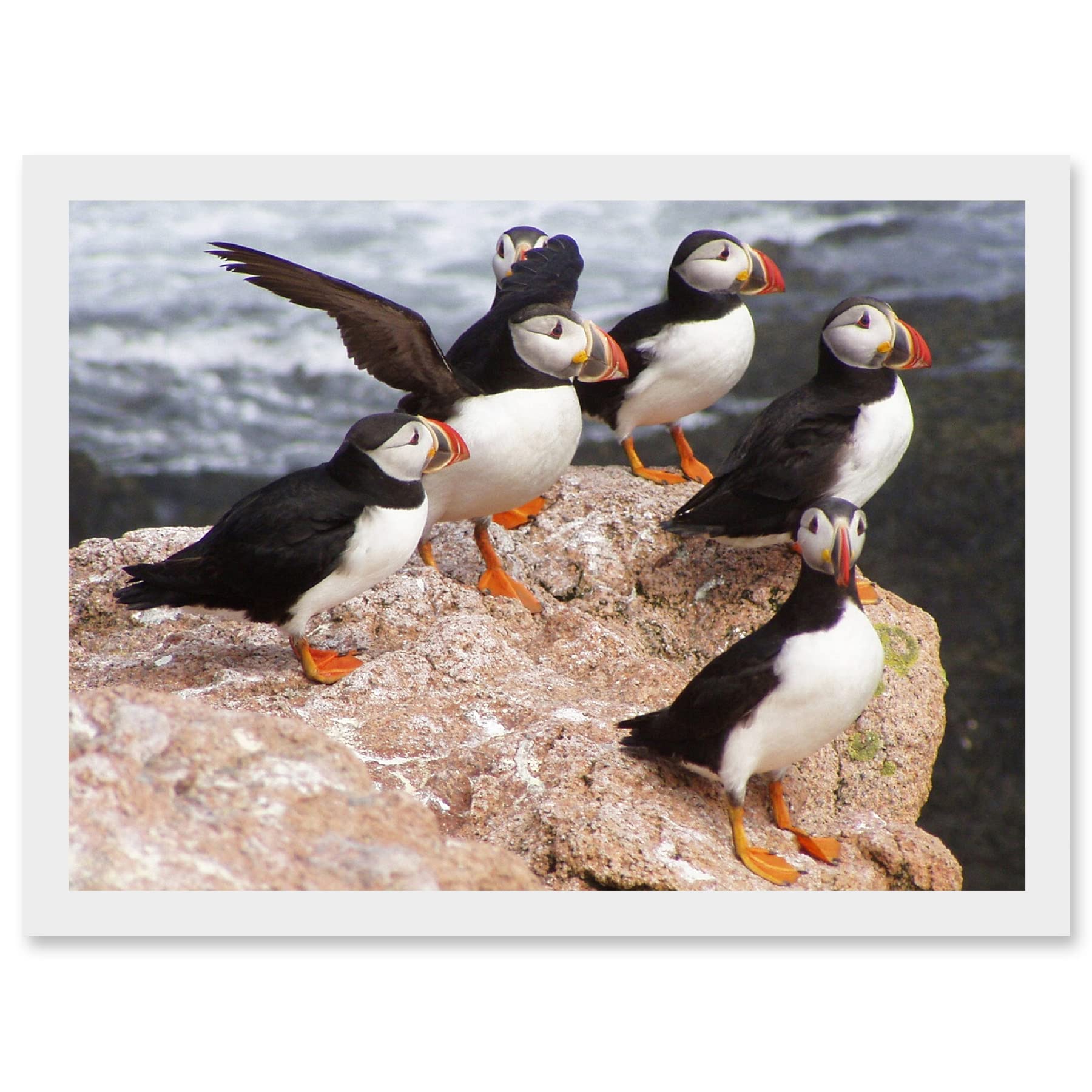 Artery8 Animal North Atlantic Puffins Birds Beach Edge of Ocean Rock Artwork Framed Wall Art Print A4