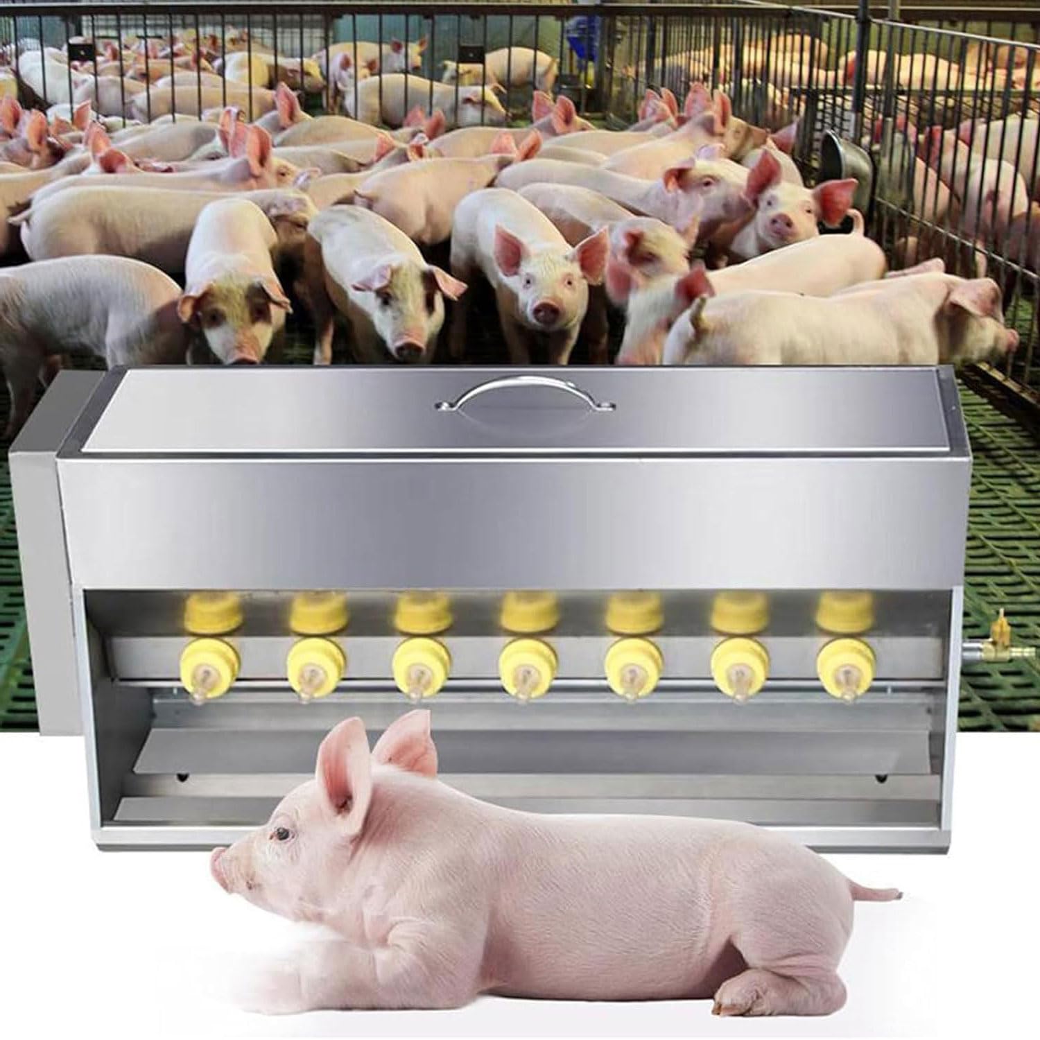 Evita bajas de lechones con este alimentador de leche eficiente de 10 a 14 tetinas