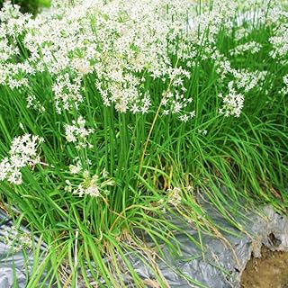 3 Hardy Garlic Chives Live Plant for Planting Outdoors, Live Garlic Chiv...