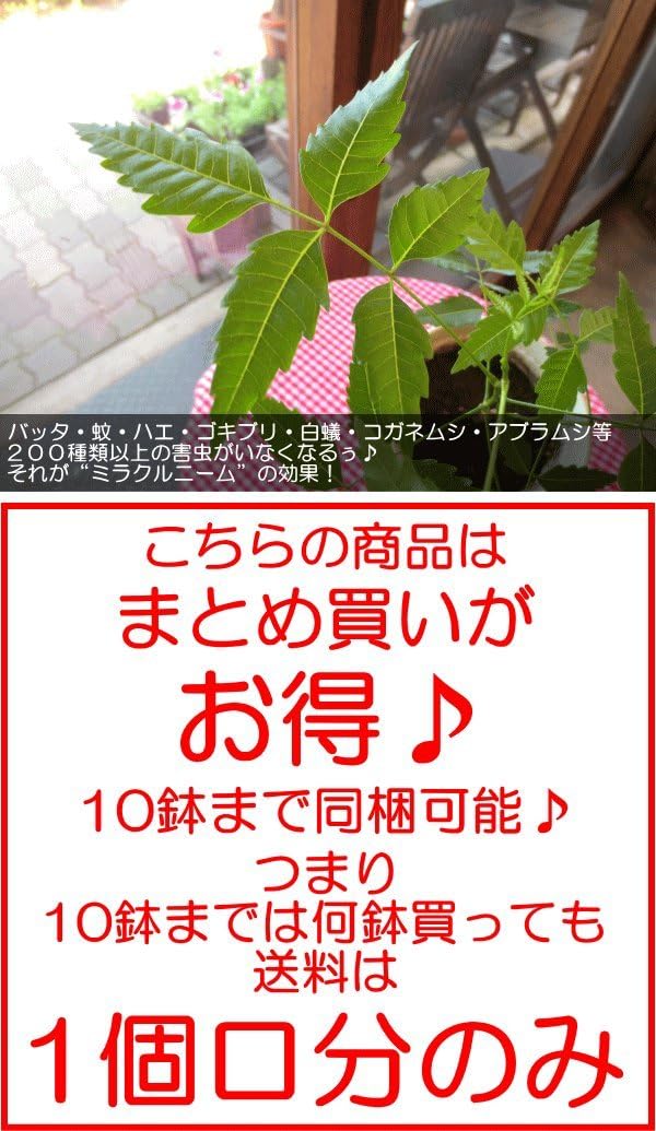 Amazon ニームの木 4号鉢サイズ 害虫サヨナラ 虫除け効果 人気 鉢植え 苗木 薫る花 蚊除け 防虫 虫よけ ミラクルニーム ミラクルハーブ 庭木 シンボルツリー 小型 ミニ 観葉植物 オンライン通販