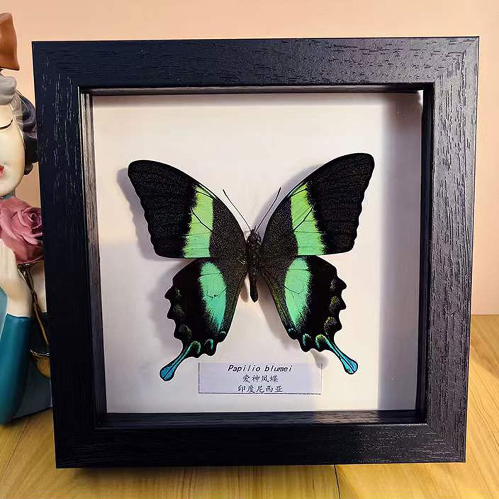 Taxidermy Mounted In Frame,Exquisite Butterflies Insect Specimen,Collection Of Butterfly,Unique Home Decor Wall Decoration Gift For Christmas Valentine Birthday,Real Butterfly Specimens17.6*17.6cm