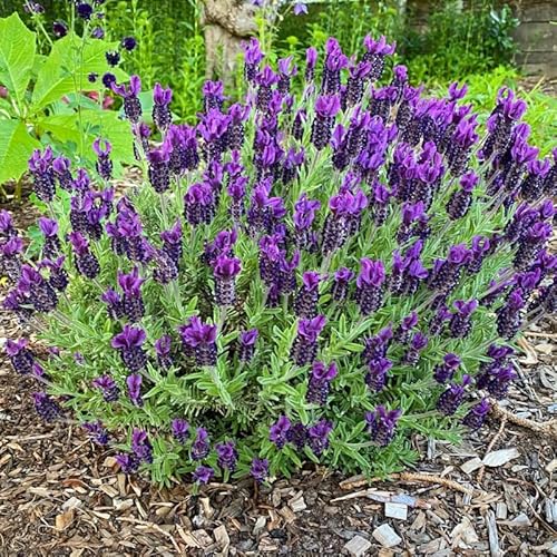 Purple Spanish Lavender Plants Live in 4 Inch Pot, Fragrant