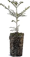 Vista 1 de Coast Redwood XL Tree Seedling The Jonsteen Company