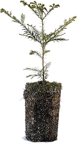 Coast Redwood | XL Tree Seedling | The Jonsteen Company