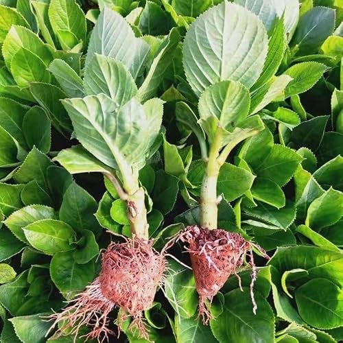 Exquisite Hydrangea Seedlings for Potted Plants and Yard Planting - 2Plants - Add Elegance and Beauty to Your Garden (Blue) - Thumbnail 6