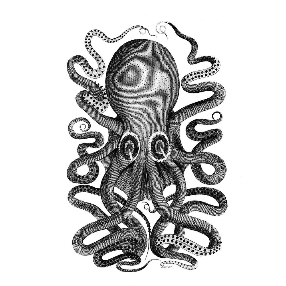 Wee Blue Coo Octopus Vintage Illustration Art Print Poster Wall Decor 12X16 Inch