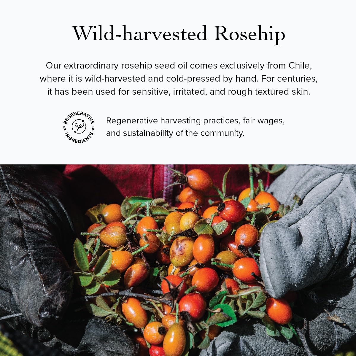 evanhealy Rosehip Calming Serum | Blue Skin Care Line with Organic Whole Essential Oils | Nurturing, Soothing Facial Oil Serum | Organic Facial Oil For Sensitive, Reactive Skin