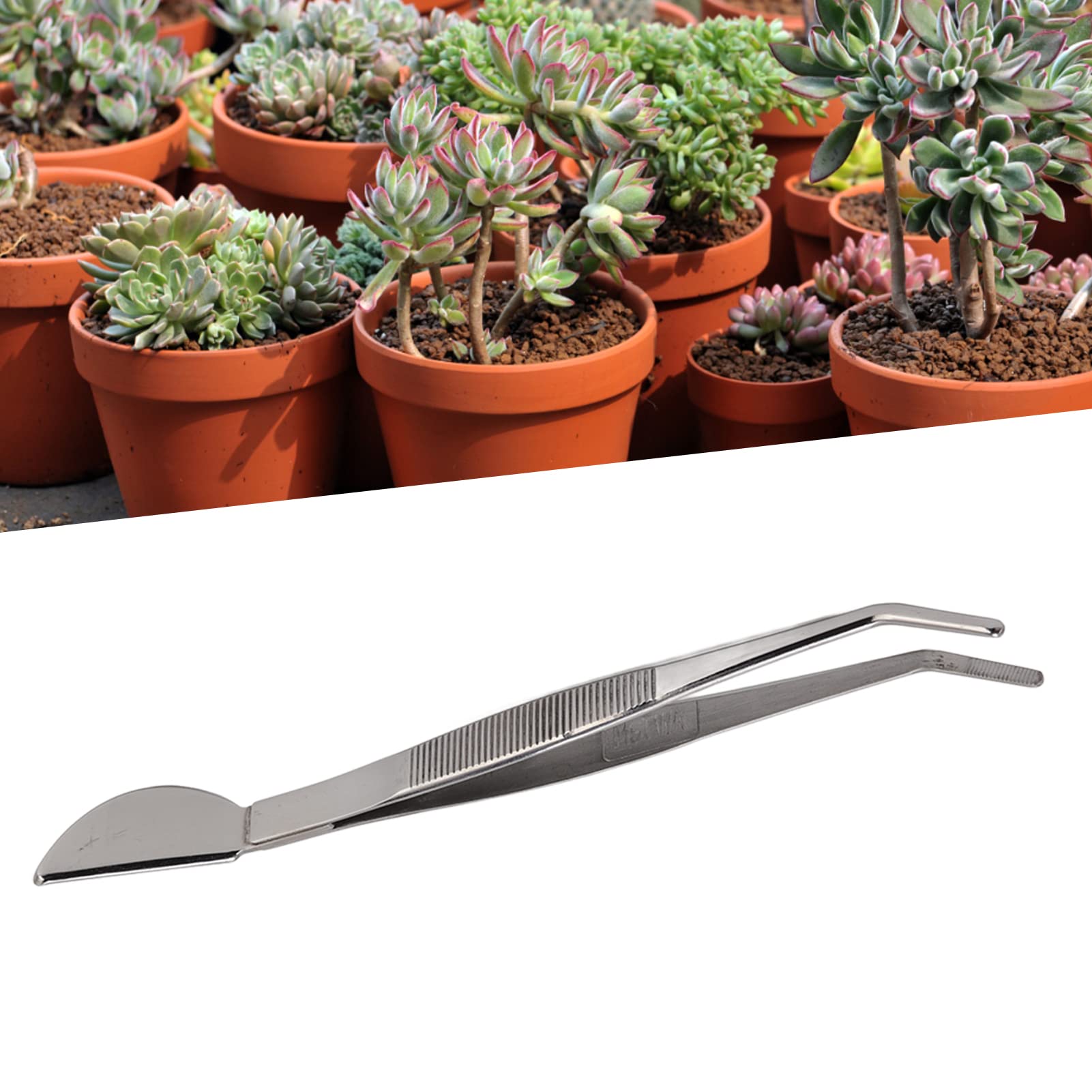 Denash Bonsaïs en Acier Inoxydable et Longues Pinces pour la Lollo, pour les Jardiniers et les Amateurs de bonsaï, 1 X en Acier Inoxydable (Courbé)