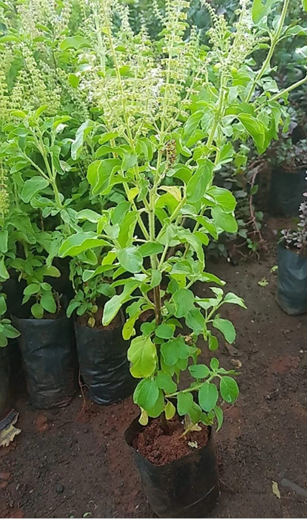 Laxmi Tulsi herbal and pooja plant (B0BC894QJD) Amazon Price History, Amazon Price Tracker