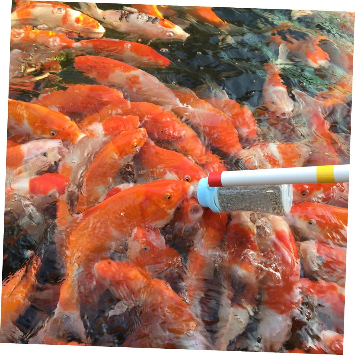 HANABASS 2pcs Carp Bottle Fish Food Feeder for Aquarium Easy to Use Pole for Cherry and Dwarf Carp Construction