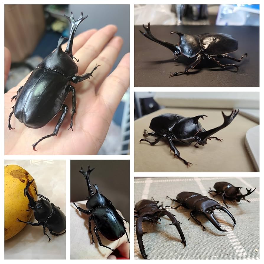 虫の置物 Amazon.co.jp: BACALYSO | 涅槃 1/1 サイズ カブトムシ