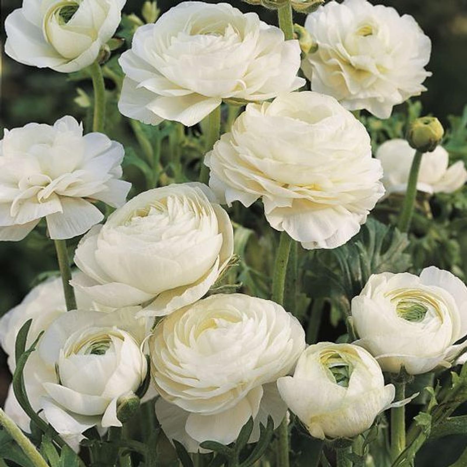 Ranúnculo Bulbo, Elegante-Suave-Frágil, Delicado, Resistente-25 bulbos