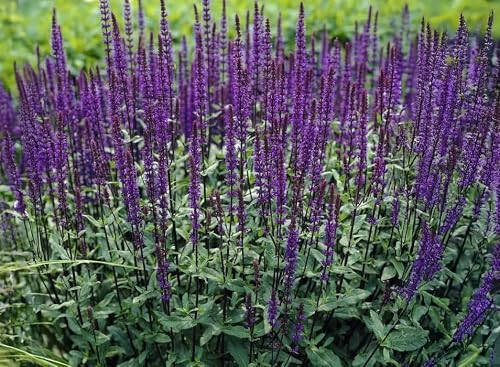 Woodland Sage Live Plants