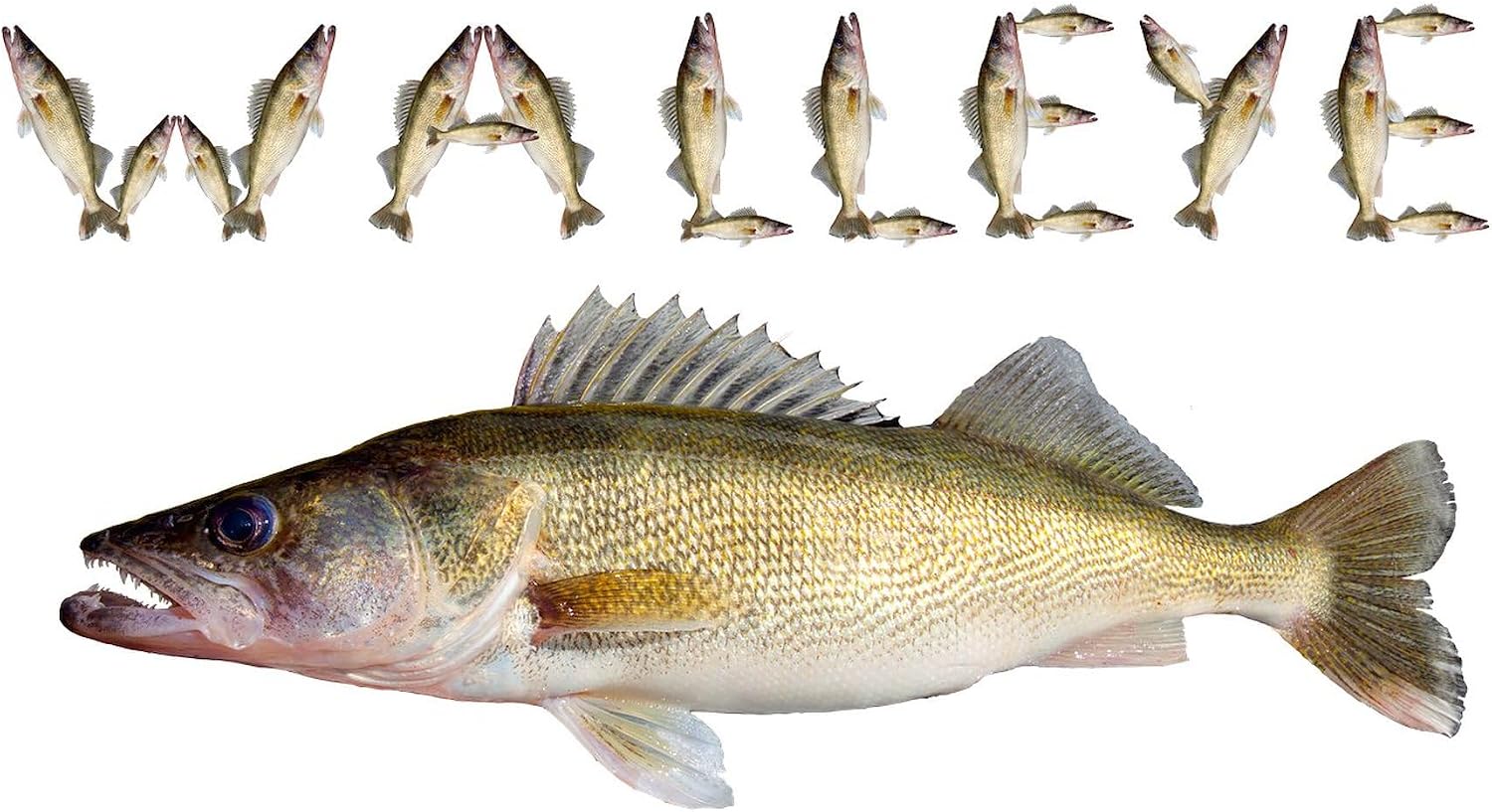 CafePress Perfect Walleye 2 Magnets Rectangle Magnet, 3"x2" Refrigerator Magnet