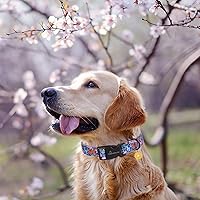 Vista 65 de Aring Pet Collar de algodón, ligero y ajustable, con hebilla de liberación rápida para perros pequeños, medianos y grandes, para cachorros, XS